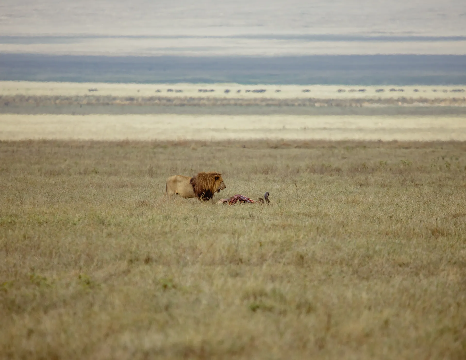 Lion in an East African safari landscape